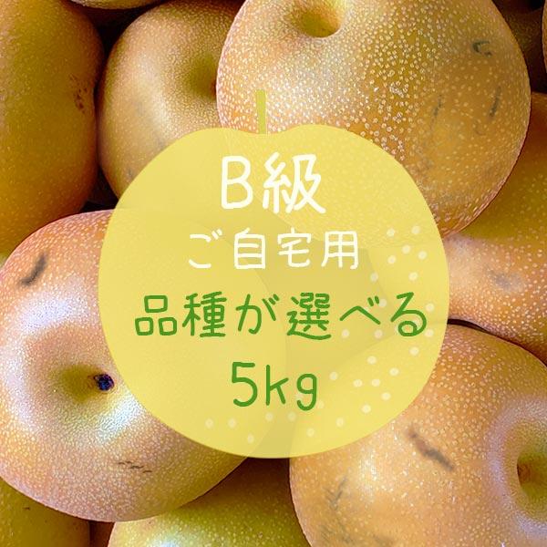 予約販売 いちかわの梨 梨 訳あり B級 自宅用 5kg 幸水 豊水 秋月 千葉