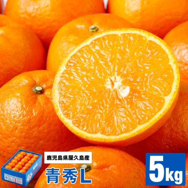 今年も完売御礼) たんかん 屋久島 産 5kg 青秀 Lサイズ 濃厚な甘 今年も完売御礼) たんかん 屋久島 産 5kg 青秀 Lサイズ 濃厚な甘