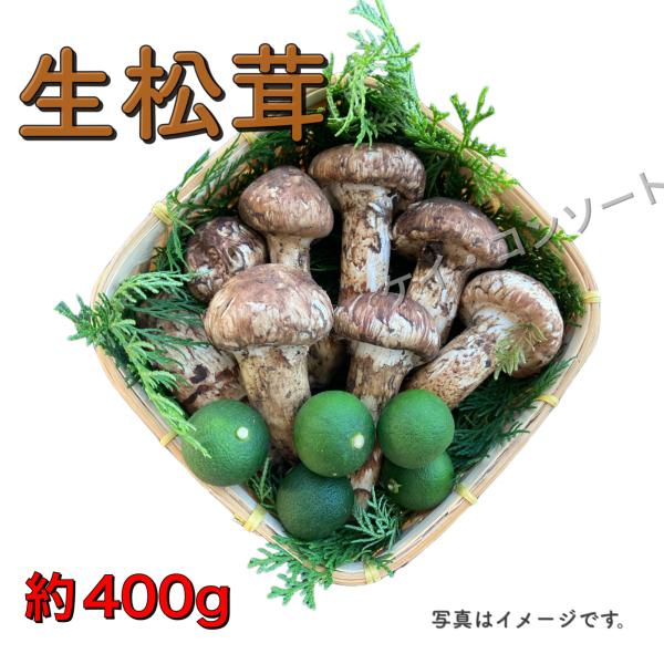 松茸 北海道天然物400グラム 2セット
