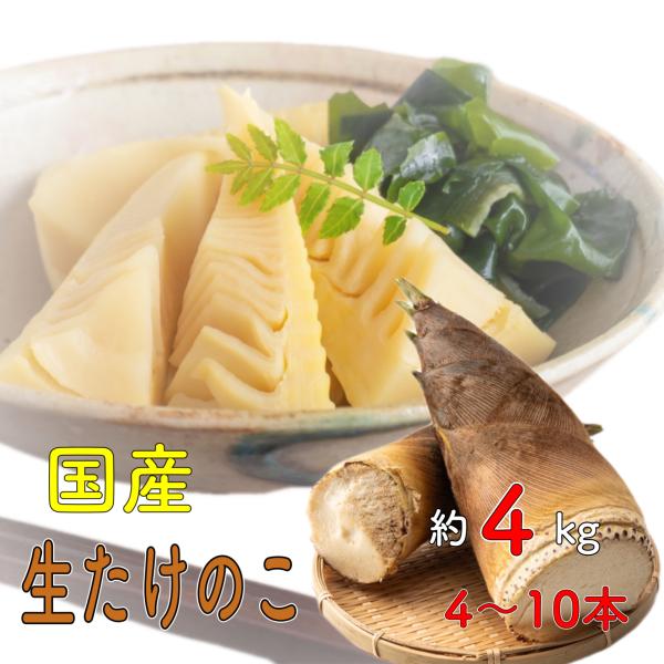 早掘り筍 20kg 2kg×10箱