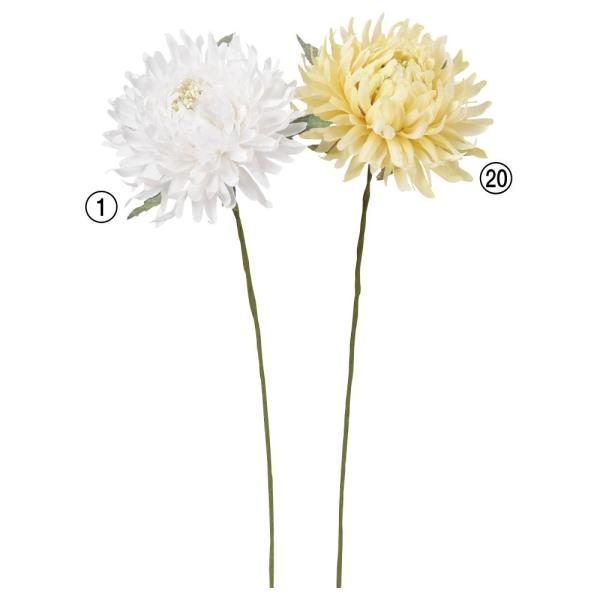 ԍ  asca } e t[ A-34043