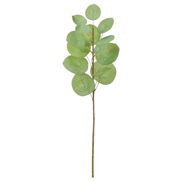 ペペロミアの人気商品 通販 価格比較 価格 Com