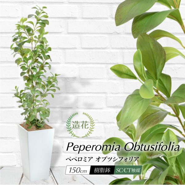 フェイクグリーン アオペペ 観葉植物 人工観葉 大型 光触媒 リアル 造花 鉢植 お祝い  / 開運ペペロミア・オブツシフォリアツリー 樹脂鉢L 全高150cm