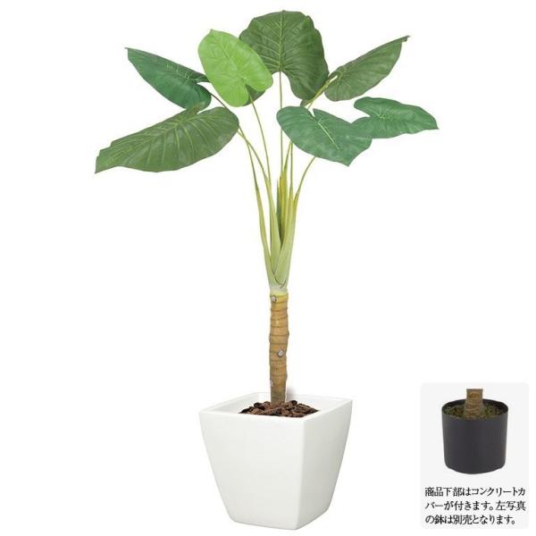 クワズイモ 花の人気商品 通販 価格比較 価格 Com