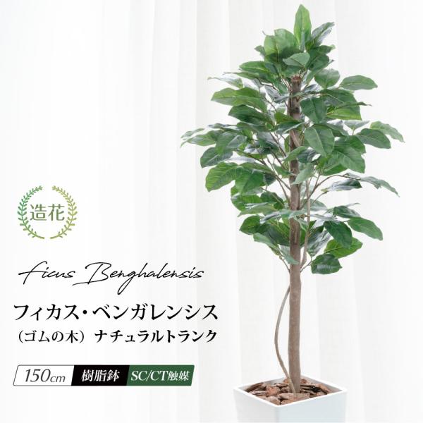 ゴムの木 大型の人気商品 通販 価格比較 価格 Com