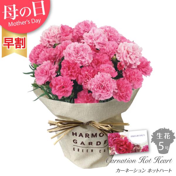 母の日 花 ギフト 産地直送 生花 カーネーション オルフィカ 5号 鉢花 鉢植え プレゼント 贈り物 代引不可 Buyee Buyee บร การต วกลางจากญ ป น ซ อจากประเทศญ ป น
