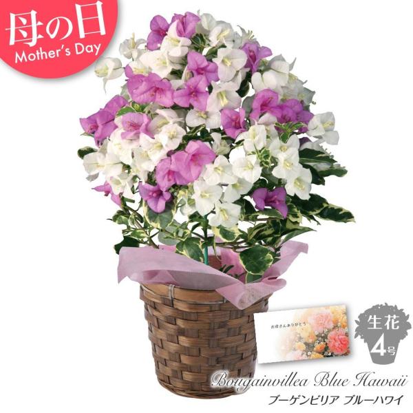 母の日 花 ギフト 産地直送 生花 ブーゲンビリア ブルーハワイ 4号 鉢花 鉢植え ギフト プレゼント 贈り物 代引不可 Buyee Buyee Japanese Proxy Service Buy From Japan Bot Online
