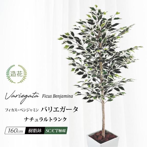 フェイクグリーン 人工観葉植物 大型 光触媒 天然木 リアル おしゃれ お祝い / ナチュラルトランク フィカス ベンジャミン バリエガータ 樹脂鉢L 全高160cm