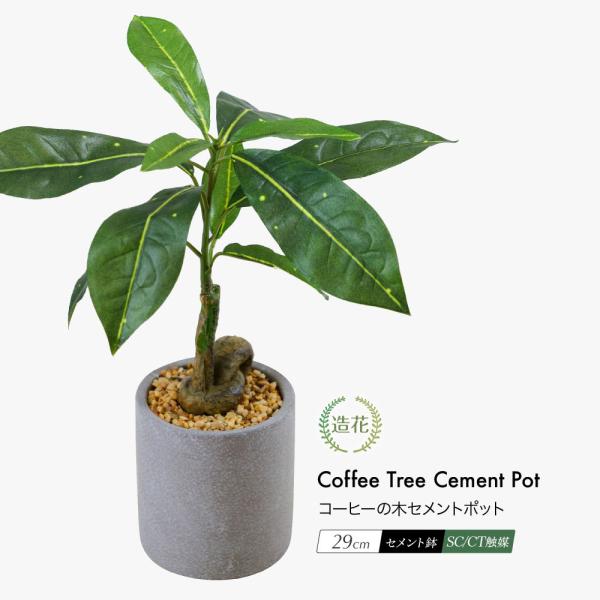 コーヒーの木の人気商品・通販・価格比較 - 価格.com コーヒーの木の人気商品・通販・価格比較 - 価格.com
