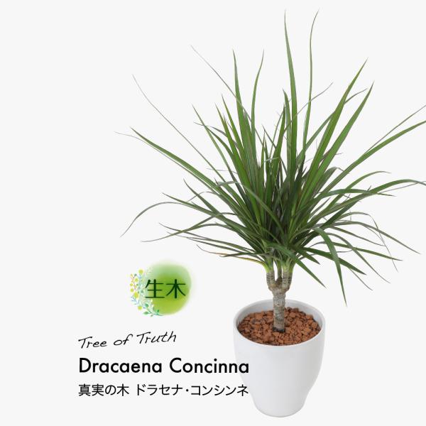 生花 ドラセナ 観葉植物の人気商品 通販 価格比較 価格 Com