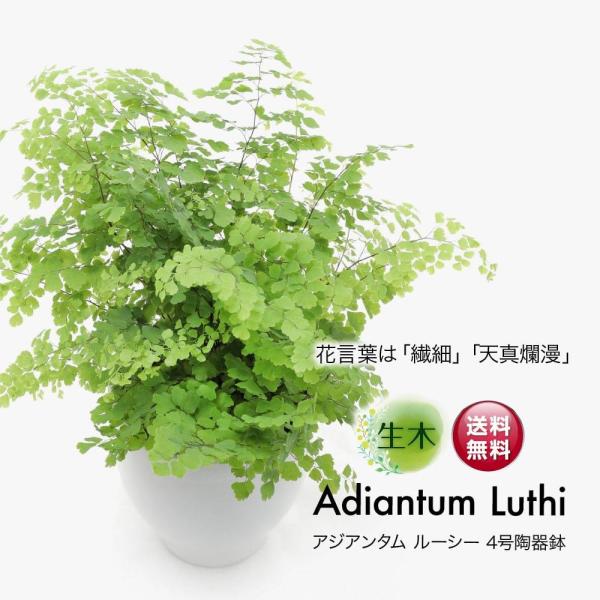 生花 鉢 観葉植物の人気商品 通販 価格比較 価格 Com