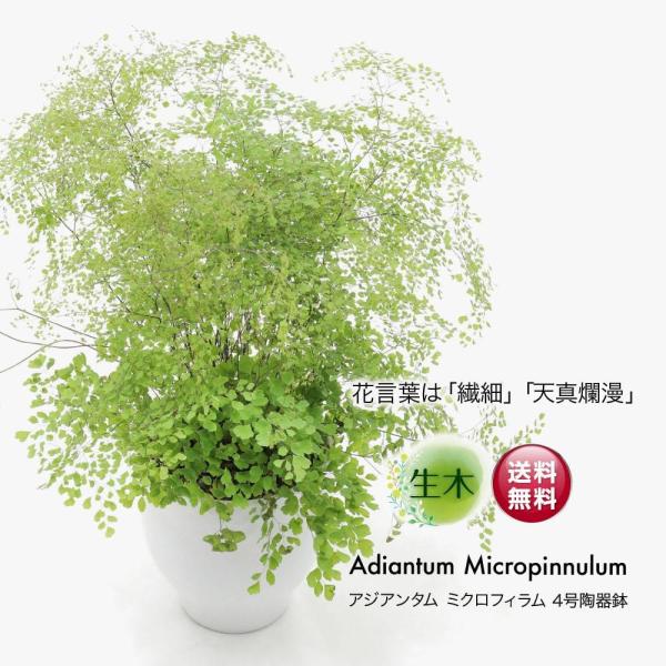 観葉植物 生木 生花 ミニ 小型 アジアンタム ミクロフィラム 鉢植 受け皿付き 4号鉢 陶器鉢 インテリア おしゃれ 癒やし オフィス 玄関 リビング テーブル Tje Pot12 フェイクグリーンの神戸花物語 通販 Yahoo ショッピング