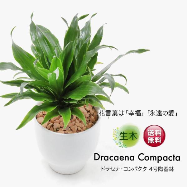 観葉植物 生木 生花 ミニ 小型 ドラセナ コンパクター 鉢植 受け皿付き 4号鉢 陶器鉢 幸福の木 インテリア おしゃれ 癒やし オフィス 玄関 リビング テーブル Tje Pot13 フェイクグリーンの神戸花物語 通販 Yahoo ショッピング