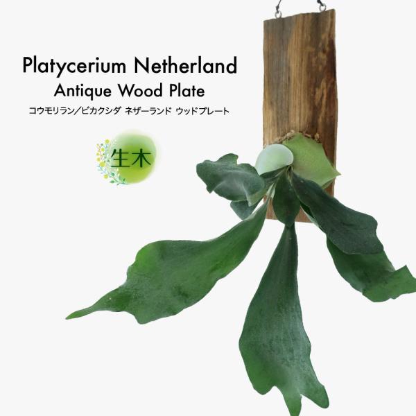 ϗtA   rJNV_ RE lU[h AeB[NEbhv[g `[NÖ؍ CeA  rO tČ