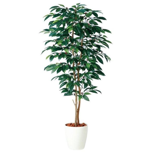 tFCNO[ ϗtA lHϗt ^ G} A  CeA 98989 / i`gN R[q[fA (R[q[̖) 180cm