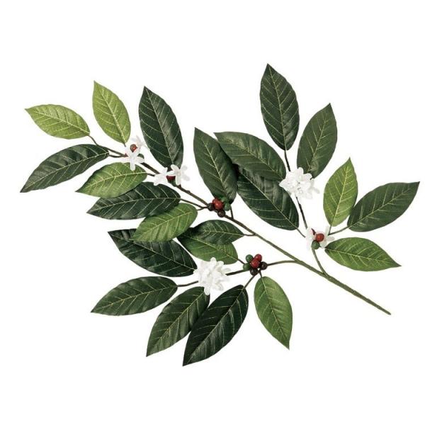 lHϗtA R[q[ Xv[ (R[q[̖) 60cm ϗtA  tFCNO[ G} CTG} CeA 99026