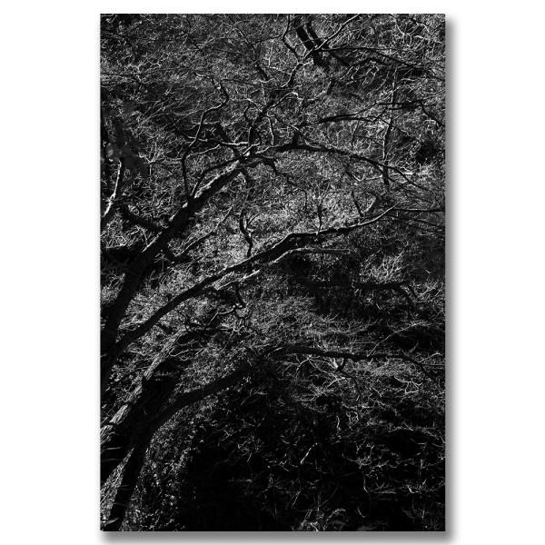 「サワサワと静寂の音が聞こえてくる。だんだん気持ちが透明になっていく」アートディレクター 葛西薫「山上さんの視線にさそわれて、無音の林を彷徨った。静寂の中、ドキドキするようなざわめきを覚えながら」写真家 上田義彦「僕が山上さんの写真に感動し...