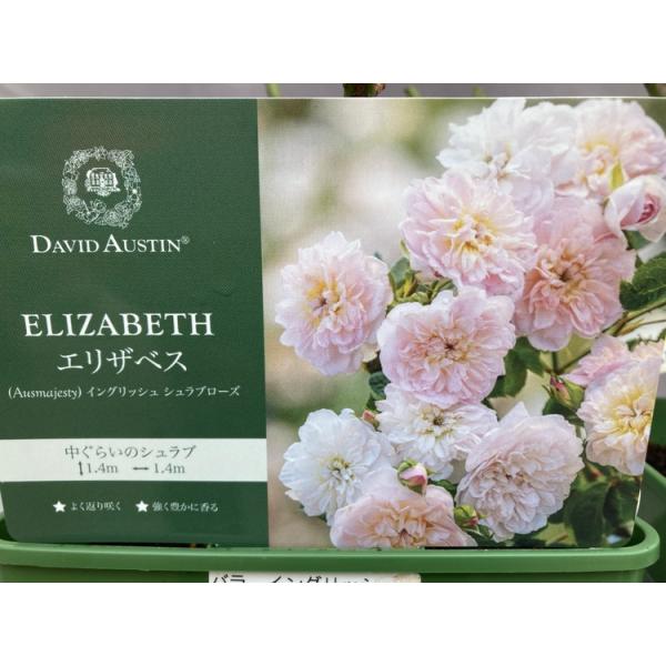 薔薇 イングリッシュローズ エリザベス デビッドオースチン バラ苗