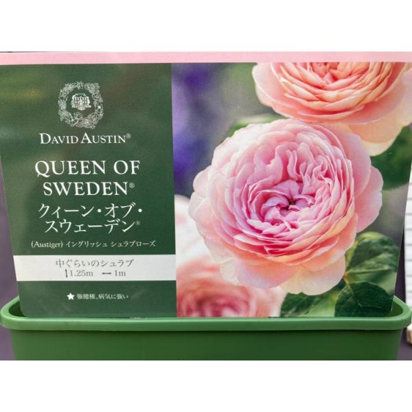 薔薇 イングリッシュローズ クィーンオブ・スウェーデン デビッド