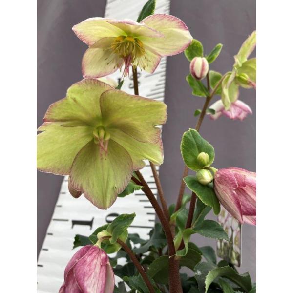 クリスマスローズ【氷の薔薇】ピコティ : 日本ライン花木センターYahoo