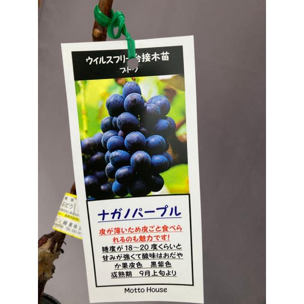 長野県のみでしか栽培できなかった「ナガノパープル」が遂に解禁！例えるなら、“皮ごと食べられる巨峰”のような味わい。日本人が大好きな味です！ジベレリン処理で実を大きく種なしも可能。糖度18〜21度、果粒約14ｇ。雨よけ栽培向き。★こちらの商品...