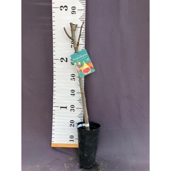 いちじく ブリジャソットグリース 苗木 : 日本ライン花木センターYahoo