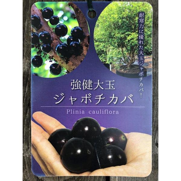 強健大玉ジャボチカバ 熱帯果樹 5号 : 日本ライン花木センターYahoo