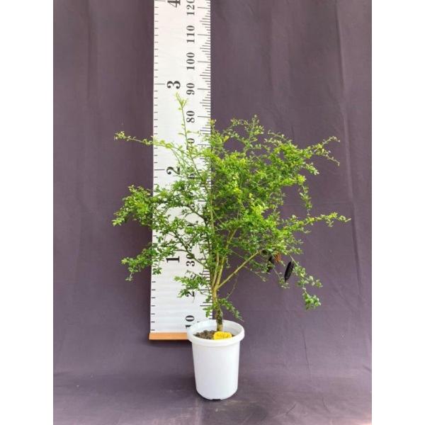 フィンガーライム・リックスレッド5号鉢【実付き】 : 日本ライン花木