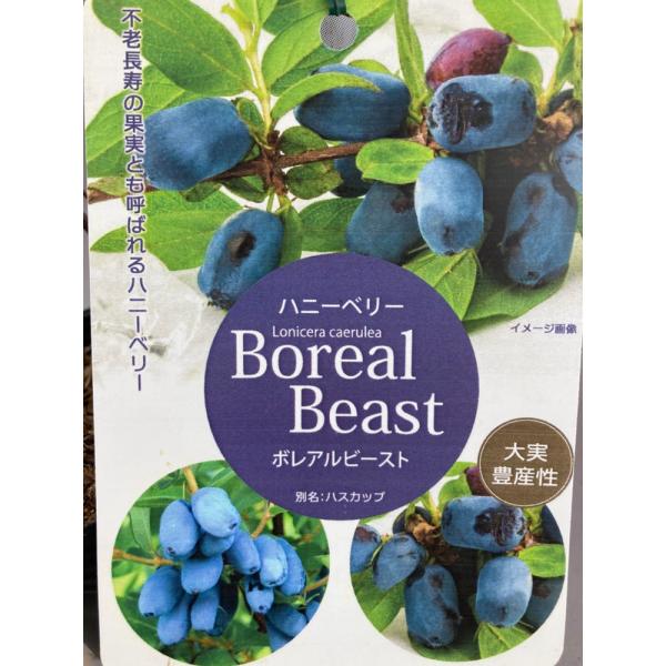 ポリフェノールを多く含み、さらにカルシウム、鉄分、ビタミンも豊富に含むため不老長寿の果実とも呼ばれるハニーベリー（別名ハスカップ）。日本種とヨーロッパ種のハイブリッドで従来の大実タイプより大きく甘みもあり豊産性といいとこづくめです。自家結実...