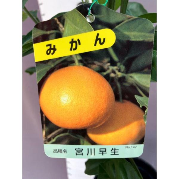 宮川早生みかん【2年生接ぎ木苗】 : 日本ライン花木センターYahoo
