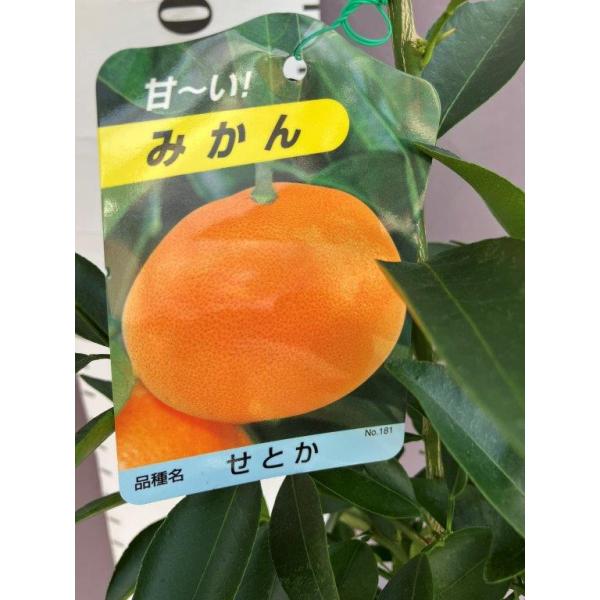 せとかは、清見オレンジ×アンコールに、さらにマーコットを交配させてできた品種です。芳香があり、小袋は薄く味は濃厚で食味は非常に良い品種！とにかく美味しい！皮の薄さ、果汁の多さなどからミカンの大トロと呼ばれています。果実の大きさは200g〜2...
