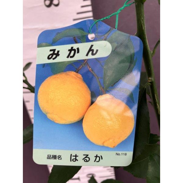 みかん・はるか【2年生接ぎ木苗】 : 日本ライン花木センターYahoo