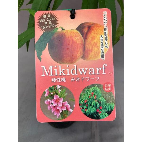 みきドワーフは、鉢植えでも栽培できるコンパクトな桃。矮性で葉は長く花は淡桃色の一重咲きで、大きく観賞にも優れます。果実は甘みが中程度で、酸味がほどよく食味がよいです。果重は約160〜280g前後、糖度は最高で9度程度になります。観賞・食用と...
