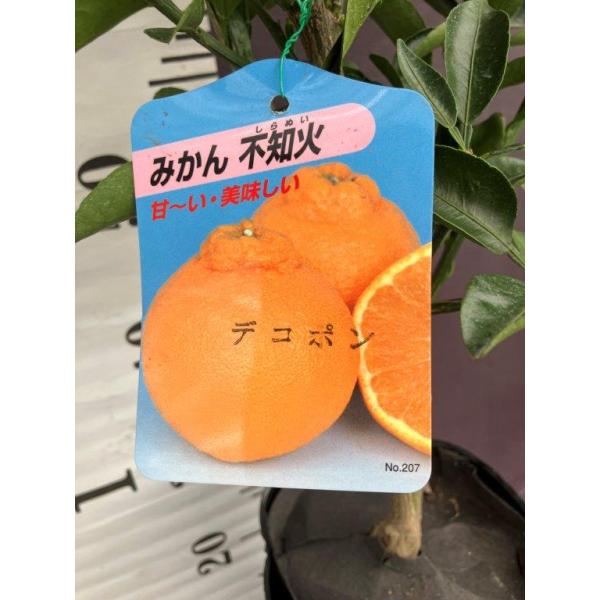 不知火　( デコポン ) 2年生　【果樹用鉢付き】　みかん 柑橘 苗 2年 苗木 みかん・不知火（デコポン）【2年生接ぎ木苗】 : 日本ライン花木