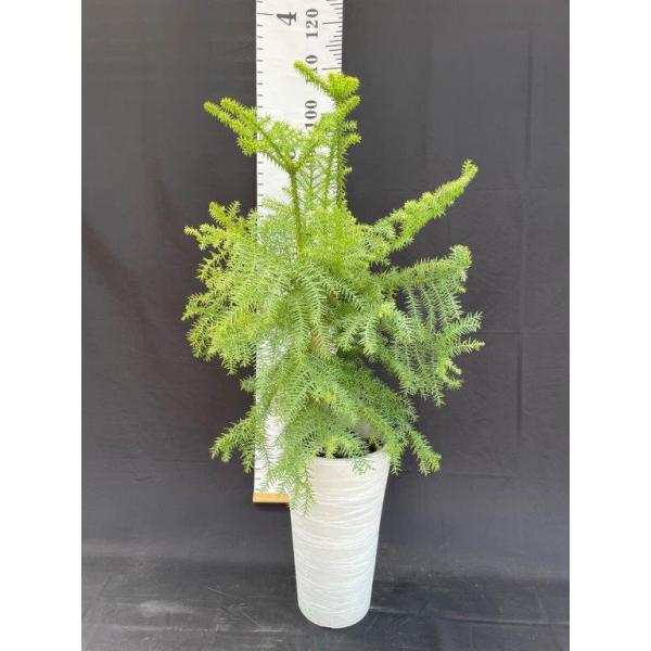 希少 セイヨウスギ・アローカリア アローカリア ナンヨウスギ 7号鉢 観葉植物 : 日本ライン花木センター