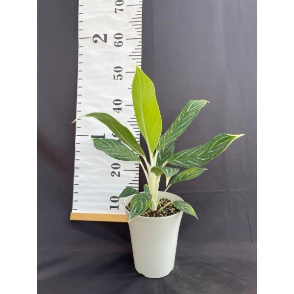 アグラオネマ・ホワイトステム 観葉植物 : 日本ライン花木センター