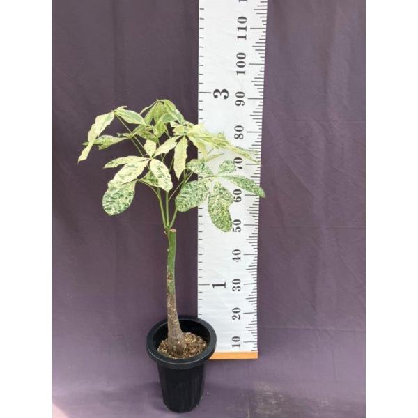 希少＊パキラ・ミルキーウェイ【現品発送】 calm cafe 希少＊パキラ・ミルキーウェイ【現品発送】 calm cafe