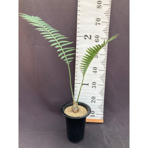 現品】ディオーン・スピヌロスム 5.5号 : 日本ライン花木センターYahoo