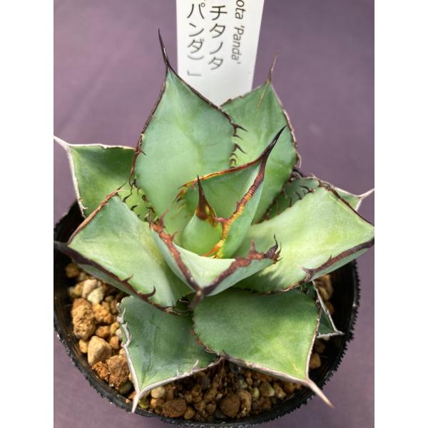 【子株付・訳あり】アガベ チタノタ 熊猫 パンダ 葉焼けあり fit=scale-down,w=1200