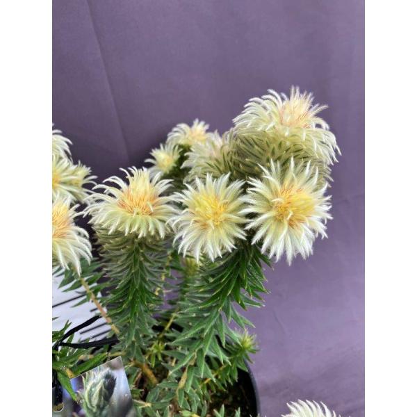 フィリカ・プベッセンス ワフトフェザー 5号 : 日本ライン花木センター