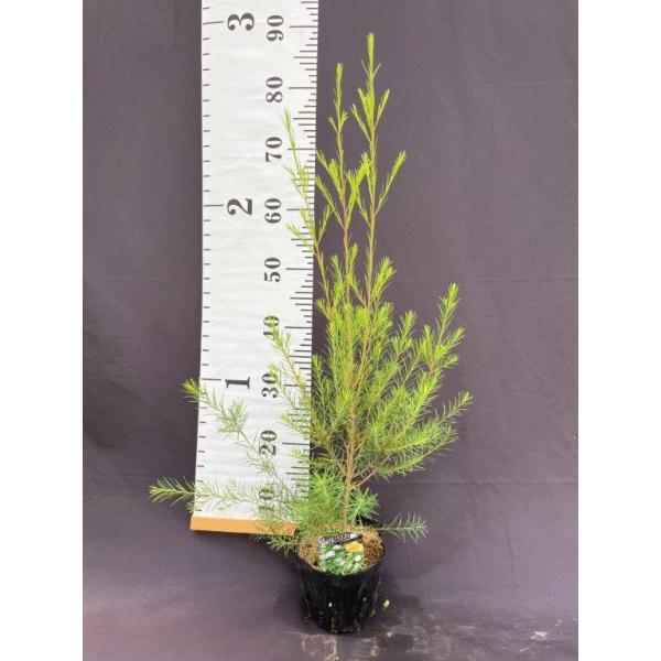 メディカルティーツリー　大型 メディカルティーツリー 5号ポット : 日本ライン花木センターYahoo