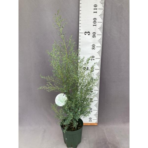 フランスブルーレンガン　/ 畑565 フランスブルーレンガン / 畑565