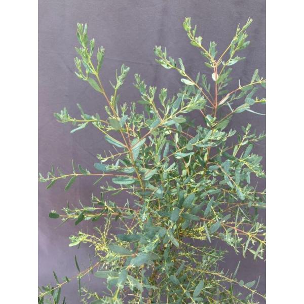 ユーカリ・グニー・フランスブルーレンガン【スタンダード仕立て