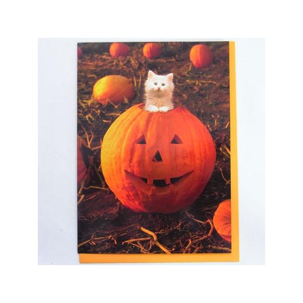 701508@nEBJ[h@ڂႩ L![AVANTI]lRELEHEHALLOWEENbZ[WEMtgJ[hEO[eBO