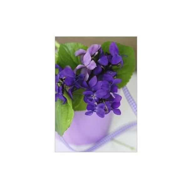 |XgJ[h@Bouquet of violets݂FeB[JbvX~u[P[HEART Art Collection]n[gA[gRNVEGt