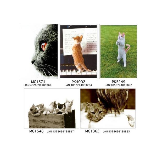 ポストカード　キャット 写真　猫Friends Forever[HEART Art Collection]ハートアートコレクション・絵葉書・ネコポストカード・ ドイツ 直輸入