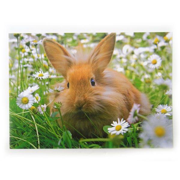 |XgJ[hrbg@@fCW[[Edition Gollong]bZ[WJ[hLE˂E