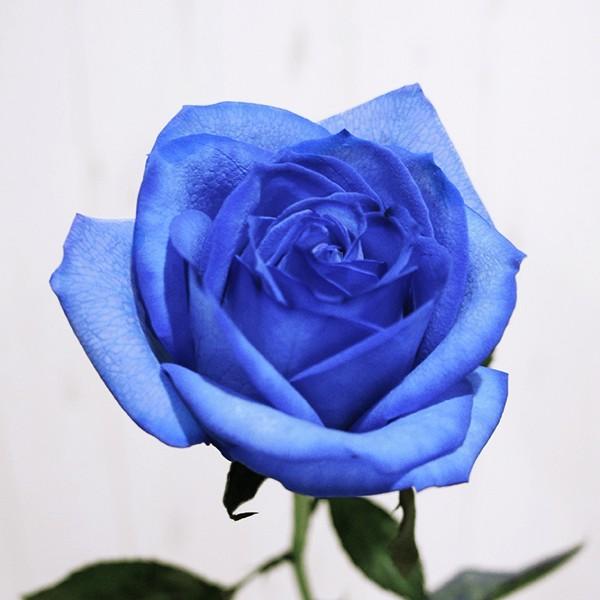 ブルーローズ 花束 追加用オプション ナチュラルカラー 青いバラ 生花 Brb 01 Kaduki Flowers Design 通販 Yahoo ショッピング