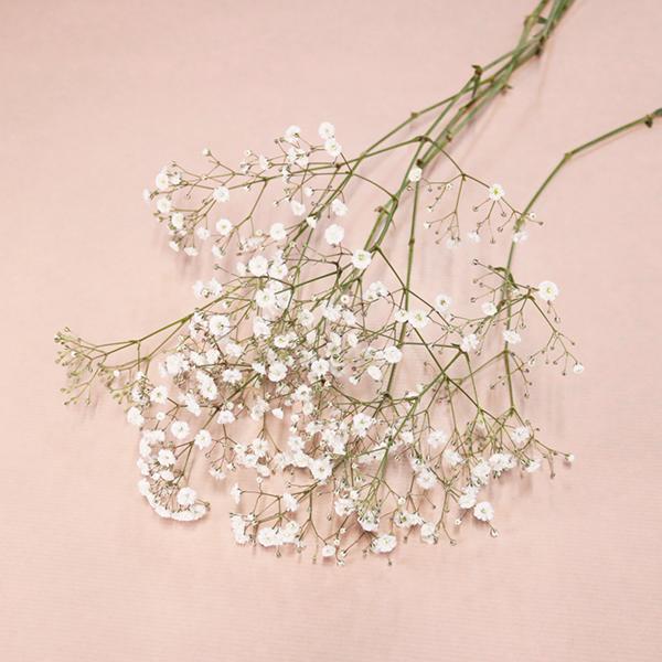 オプション商品の季節の花（カスミソウまたは類似の小花） ハーフサイズです、商品数1で５本前後の本数の花束に対応します。【注意事項】■単品ではご注文いただけません■カスミソウが市場に出ていない場合は他の花材となります。■カスミソウは季節や種類...