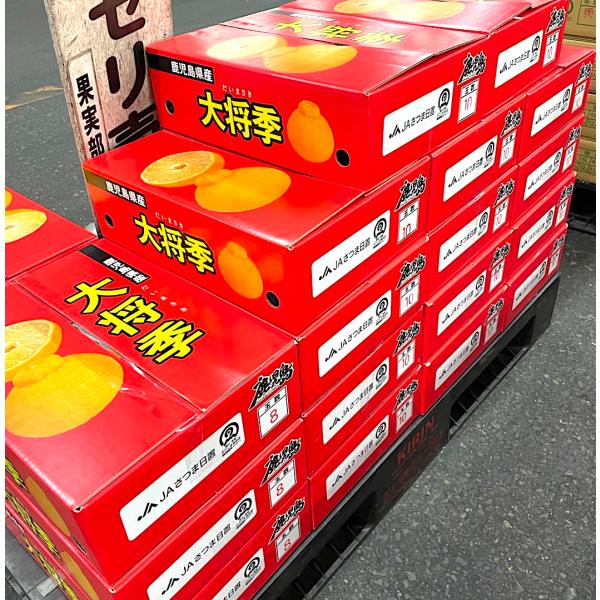 始まりは平成９年。阿久根市の大野孝一さんの園地で不知火（デコポン）の枝変わりにより発見された大将季。その後、増殖育成に成功し、大野さんの「大」と息子さんの「将季」さんの名前をとって「大将季」として、平成18年に品種登録されました。それ以来、...